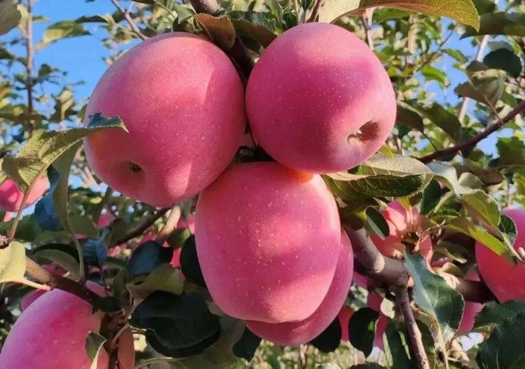白馬鋪鎮(zhèn)的富士蘋果。