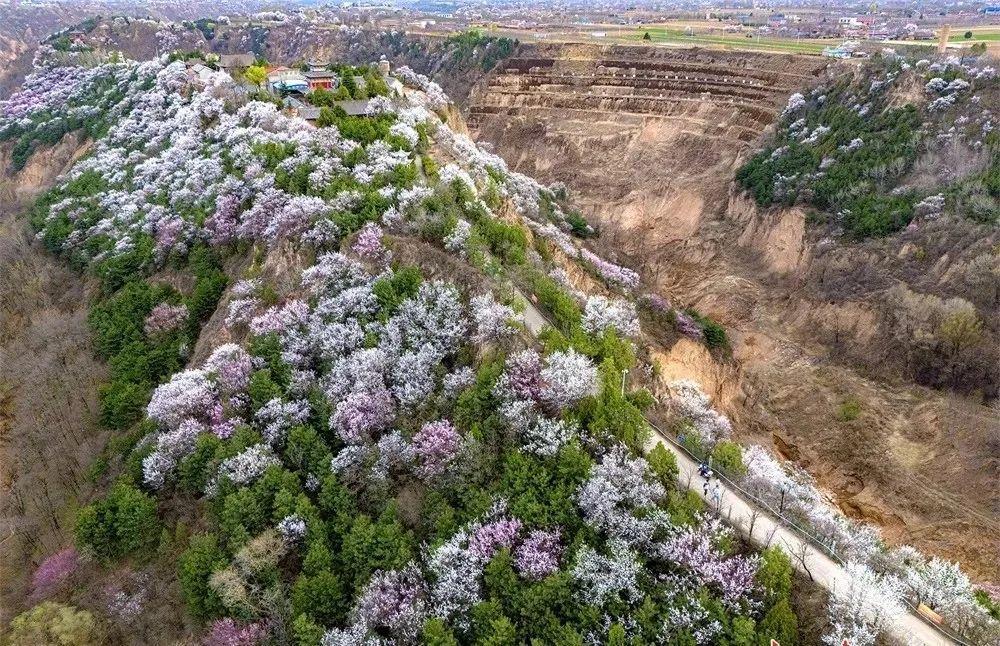 尋著花香，遇見(jiàn)慶陽(yáng)的春和景明
