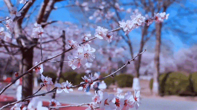 慶陽的春日，舉目晴明，一路春暖花開