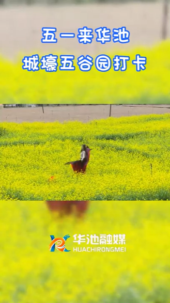 【五一游慶陽(yáng)】歡迎來(lái)華池城壕五谷園打卡?。?>

                        <div   id=