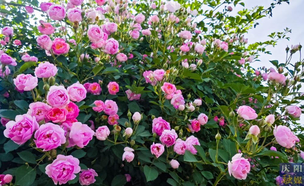 【攝影報(bào)道】薔薇花開！邂逅夏日的浪漫