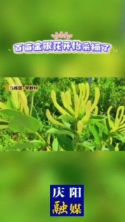 西峰區(qū)什社鄉(xiāng)李嶺村100畝金銀花迎來(lái)盛花期