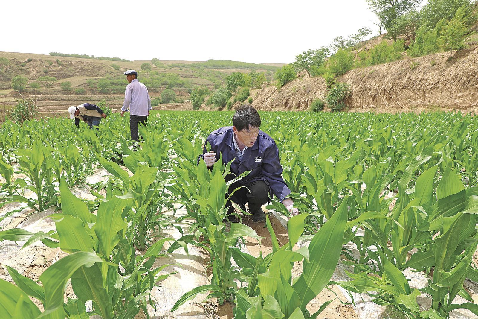村民搶抓墑情，全力投入玉米管護(hù)、缺苗補(bǔ)種等農(nóng)事當(dāng)中
