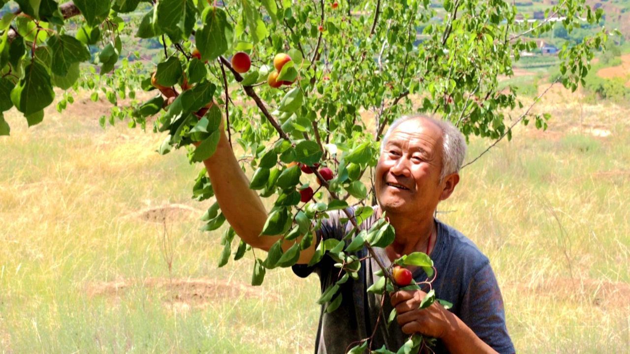 華池縣王咀子鄉(xiāng)：紅梅杏綴滿(mǎn)枝頭 甜蜜產(chǎn)業(yè)迎豐收