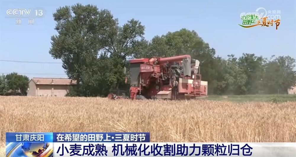 甘肅慶陽：小麥成熟 機械化收割助力顆粒歸倉