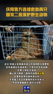 慶陽警方連續(xù)救助兩只國家二級(jí)保護(hù)野生動(dòng)物
